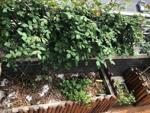 养花高手想要练成大神,处理这6件事就得游刃有余