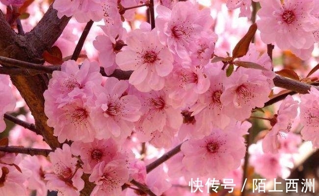 李邕!落选《唐诗三百首》最著名的20首诗,清明、赠汪伦、鸟鸣涧在其中