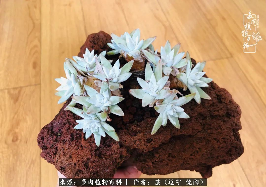 血罗|万物皆有灵性，一年四季有多肉陪伴真好！