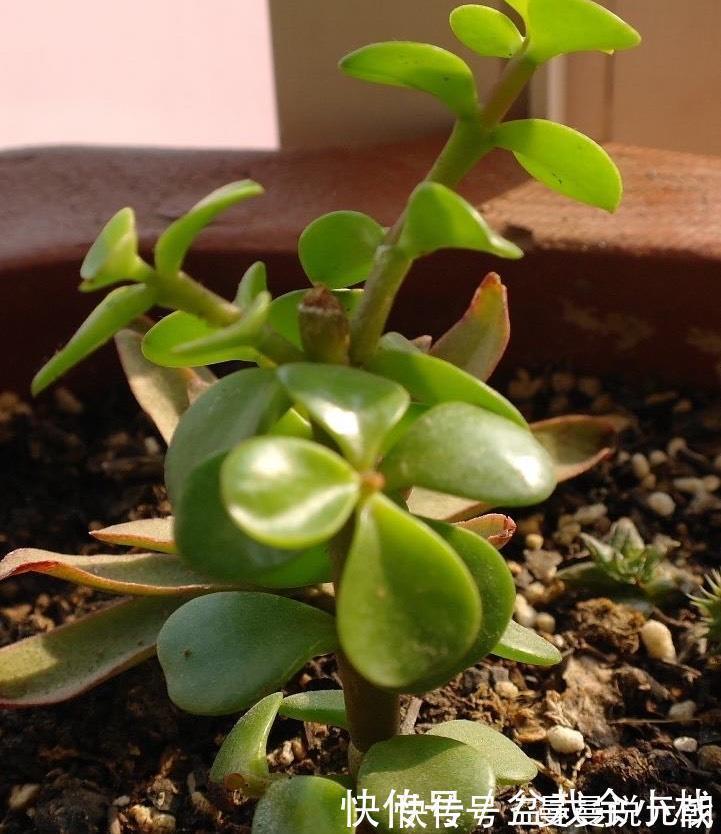 枝条|扦插金枝玉叶，用1招，长根快，成活率高达99%