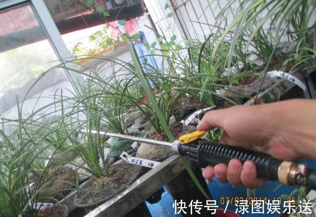 植料|秋天养兰花，浇水“难度大”，掌握小技巧，秒变兰花达人