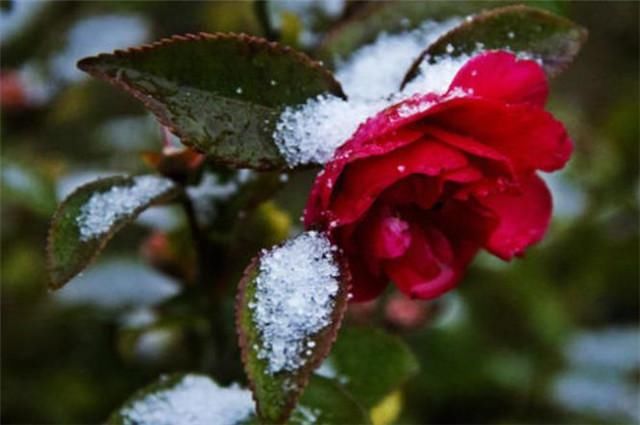 二十四番花信风之茶花：岁寒松柏如相问，一点丹红雪里开