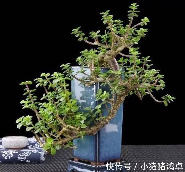 银杏树|聪明人爱养这八种“守家树”,护宅吉祥保平安,养好了都是传家宝