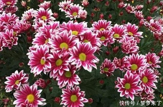 养花|和别人养同样的花,为何差距那么大?关键5点要了解,要有针对性