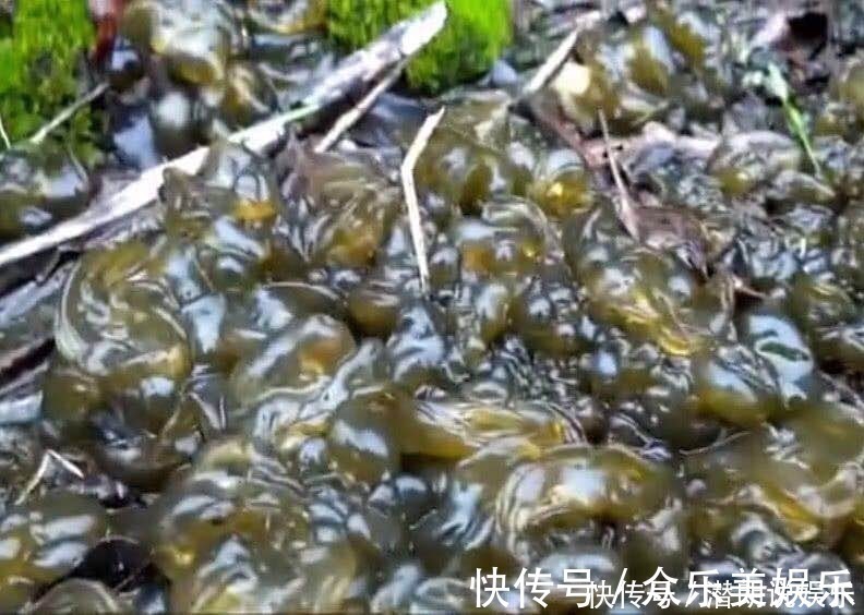 地瓜菜|十个人九个腰疼,每天吃一物,腰不疼了,排毒滋阴,上8楼更轻松