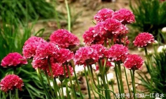 此花生命力强健 小巧而玲珑的花瓣繁茂紧簇 象征着体谅和贴心 粉紫色 此花生命力强健 小巧而玲珑的花瓣繁茂紧簇 象征着体谅和贴心 粉紫色