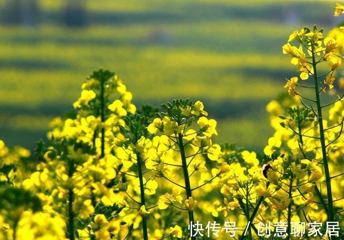 家养|从8月11日开始,家养此款花卉,开花幽香暗淡,花型圆滚惹人爱