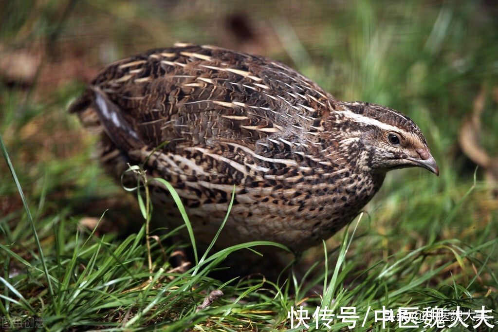 熟地黄|肾虚别焦虑，6种补肾食材、8味补肾药材，温补肾阳，调理肾虚
