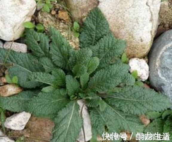 癞蛤蟆草|山坡上一种“疙瘩草”，农民见到就拔，不知是珍贵“止咳药”！