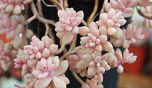 秋丽秋丽|4种漂亮多肉,好看又好养,容易出状态,价格便宜,适合新手