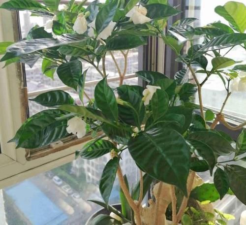 花土|养花不会换盆,没经验就记住这些方法,换一盆旺一盆,零损伤