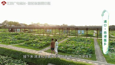 一半灿烂嫣红,一半明媚鹅黄!万里挑一的睡莲冠军,这里都能看到