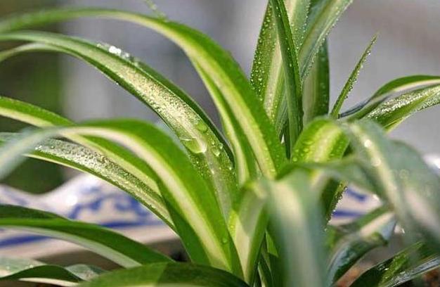 养花人都会的妙招:将它们变废为宝,既省钱又实用