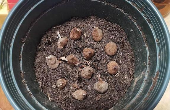 香雪兰|闺蜜到我家,发现一种花,爱上了它,15元买一盆,那叫一个“香”