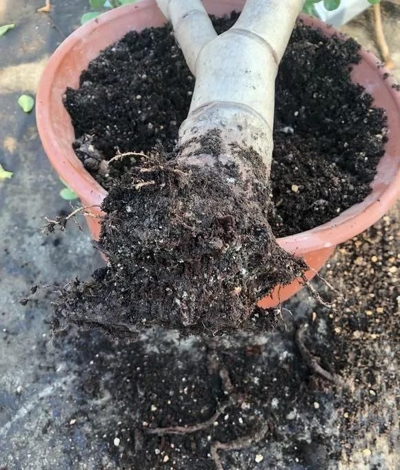 4种花现在还不能多浇水，少浇水反而长得旺，非常适合懒人盆栽