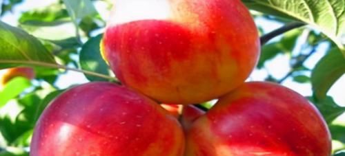 对身体很好的3种食物，补益气血、滋养肌肤，好吃也不贵！