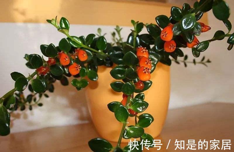 浇水|适合新手小白养的“吊兰花”，盆栽注意6点，花艳叶绿，长得好