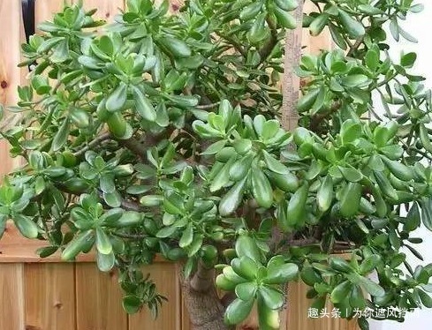 家养玉树长得慢学会这三个小技巧,轻松嫩叶铺满盆