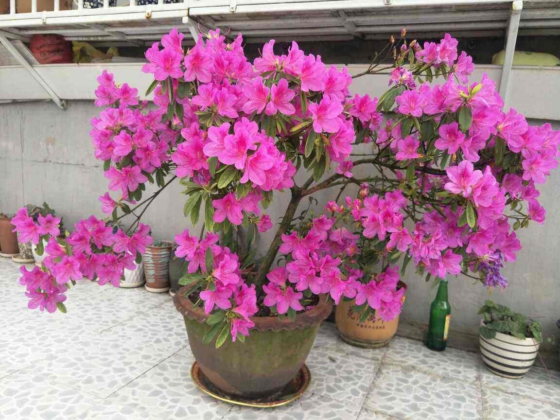 草莓度夏|3种花要休眠了，快别浇水了，再浇就死了！