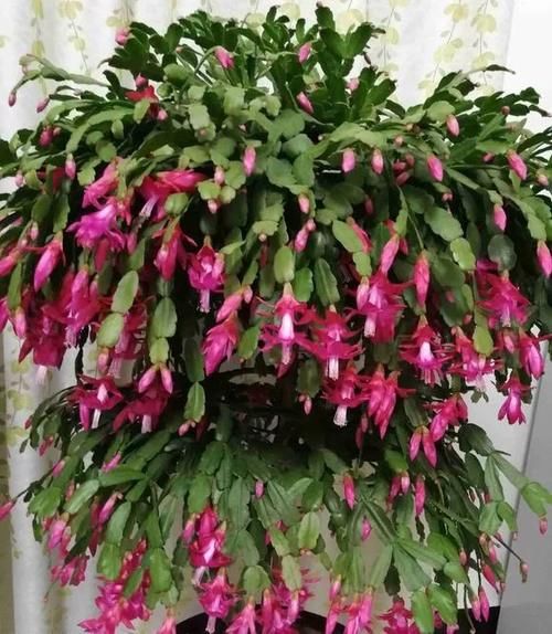 养了5年的蟹爪兰，原来是个“假货”，看看你家的是什么？