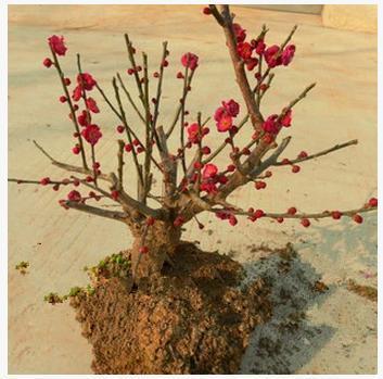 种花|比香水还要香的6种花,栽在阳台上,满屋子都飘香,美极了!