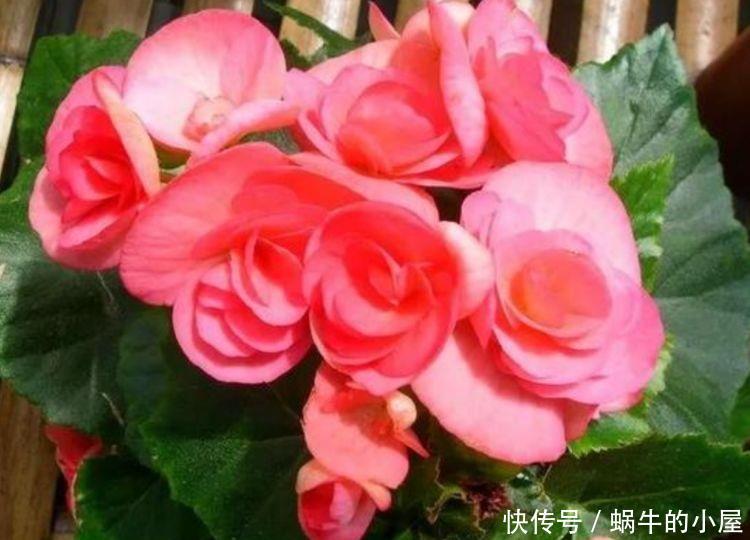 适合冬天养护的花卉,花大色艳服盆快,沾点水就疯长,美观大气