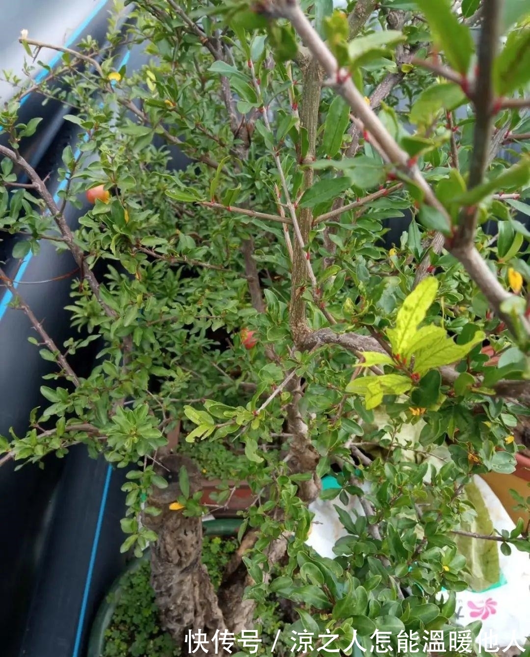 花苞|养的花一直不开花,主要是这6点做好,赶紧学起来