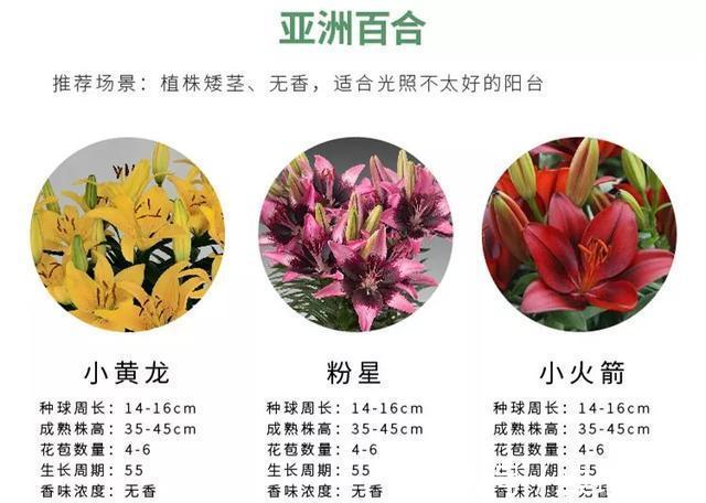 百合花|养百合花真上瘾，长的快、开花多，寓意还好，每个品种都想养！