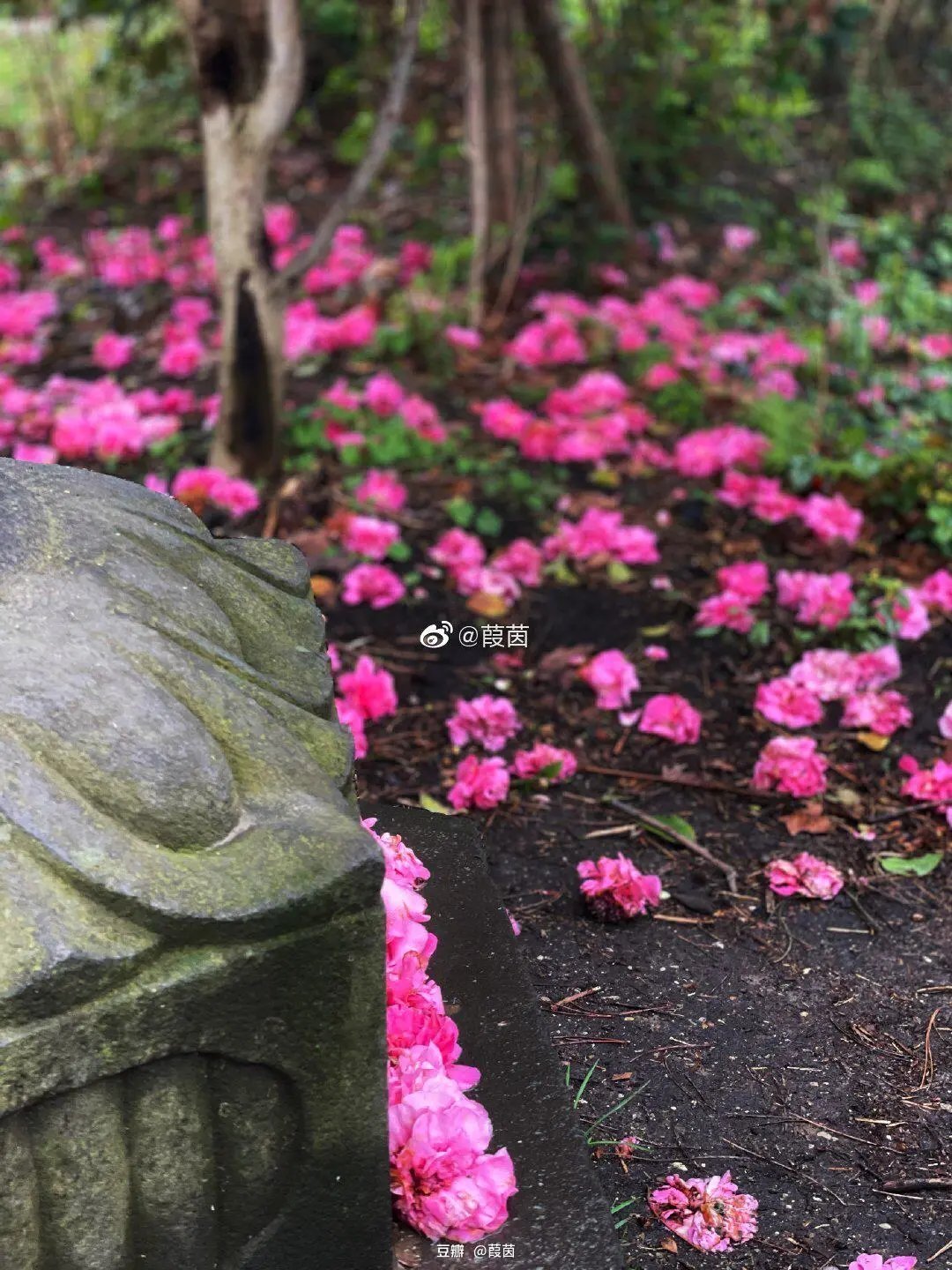 人约黄昏后#诗词丨给40首古诗加上配图,恍然大悟,惊为天人