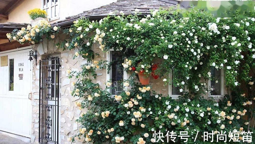 月季花墙,小苗快速成型的“窍门”,一年满枝芽,长出一面花墙