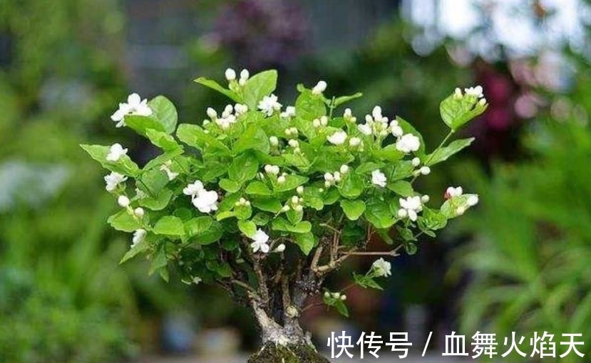 3种在冬天会“假死”的花,别急着丢掉,做好保暖,春天疯长不停