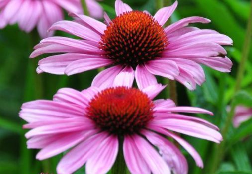 客厅养这些“幸运花”,寓意好易打理,开花繁盛惹人爱,赞