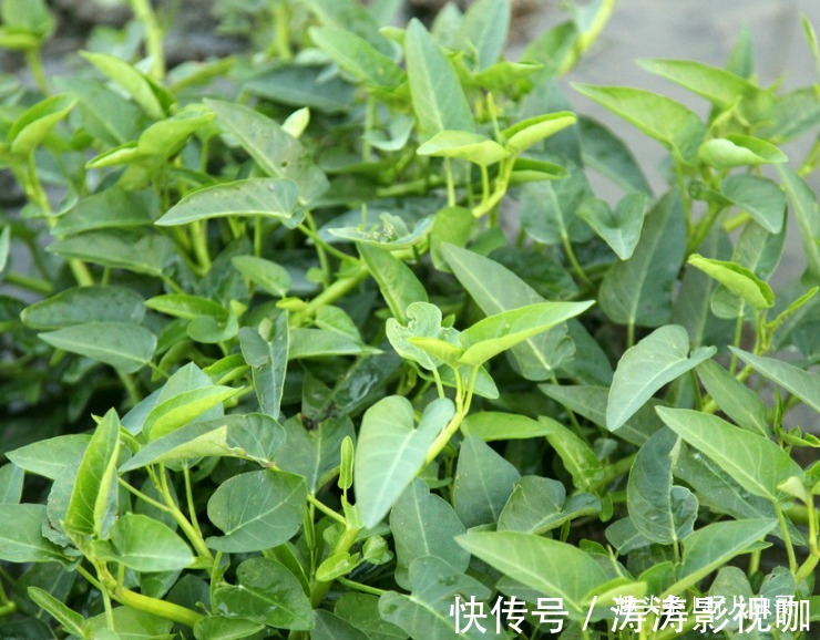 碱性食物|空心菜健肤美容,凉血排毒,掌握生长特性,种出优质绿色空心菜来