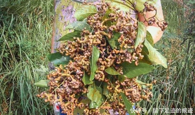 李时珍说它“去膈上热,润五脏”,长在路边无人识,可惜了