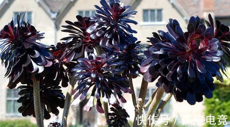 养多肉植物,注意三细节,轻松养成小胖墩,邻居看来都羡慕