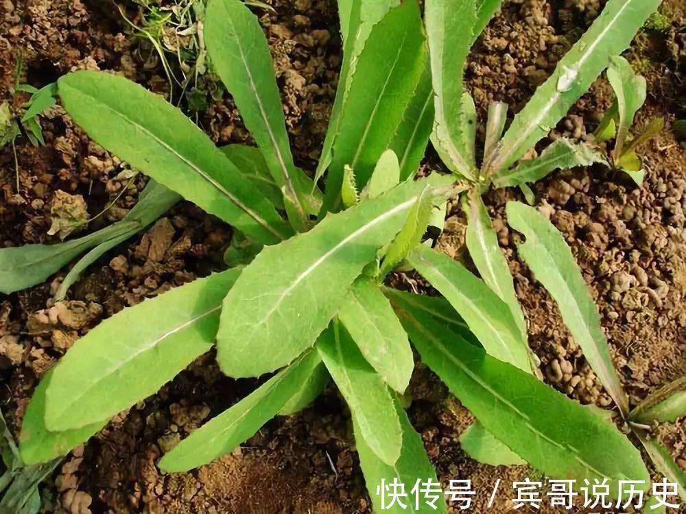 曲麻菜|北方常见的野菜曲麻菜，开春后吃最好，叶子最嫩，食疗功效最佳