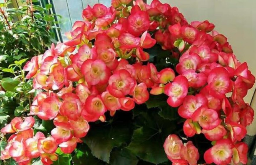 1种花美得倾国倾城，叶美花更美，四季开花不断，随便一养就爆盆