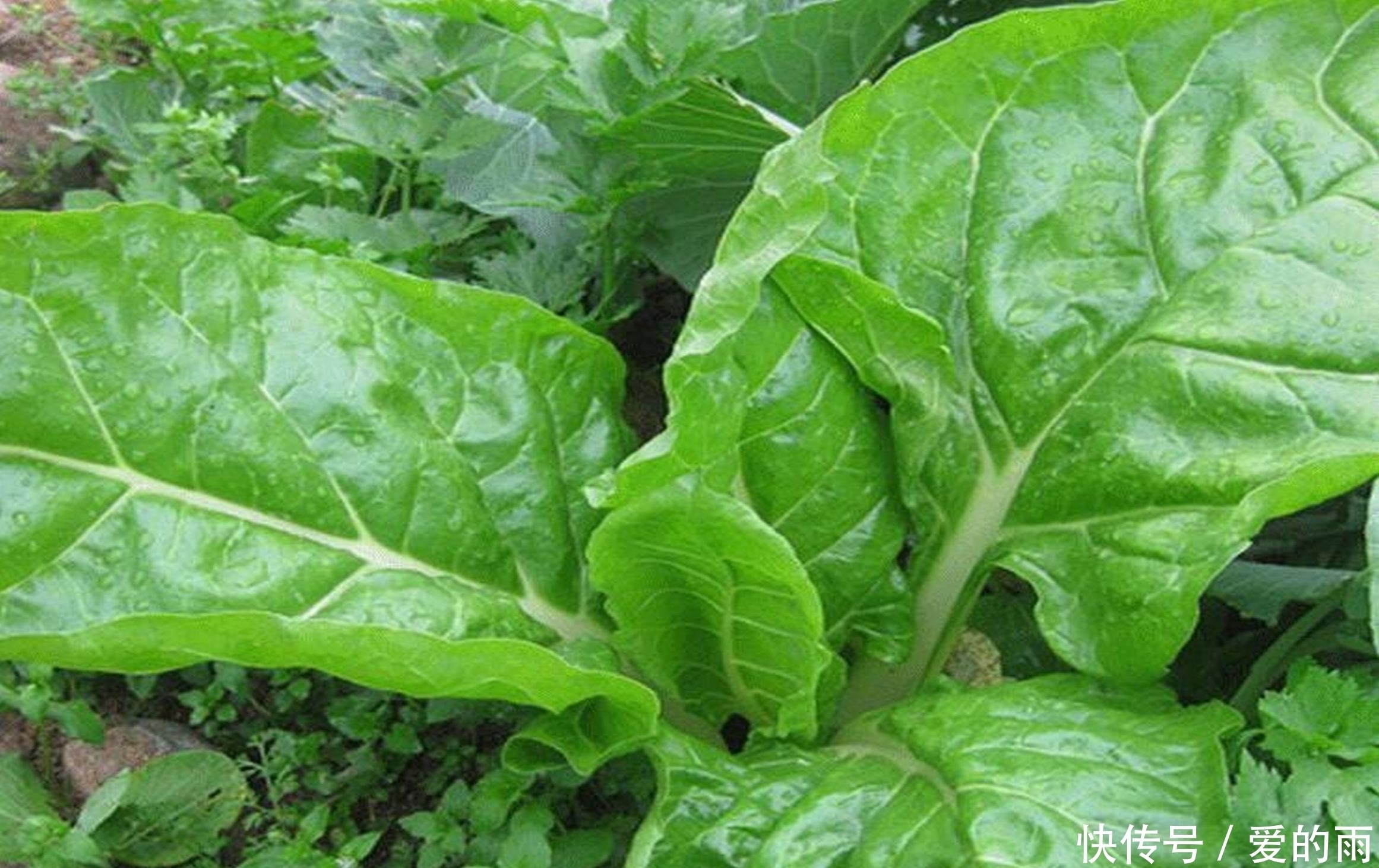 农村长的这厚合菜，这样做比肉还好吃！肉吃过怕血压高，来吃这个