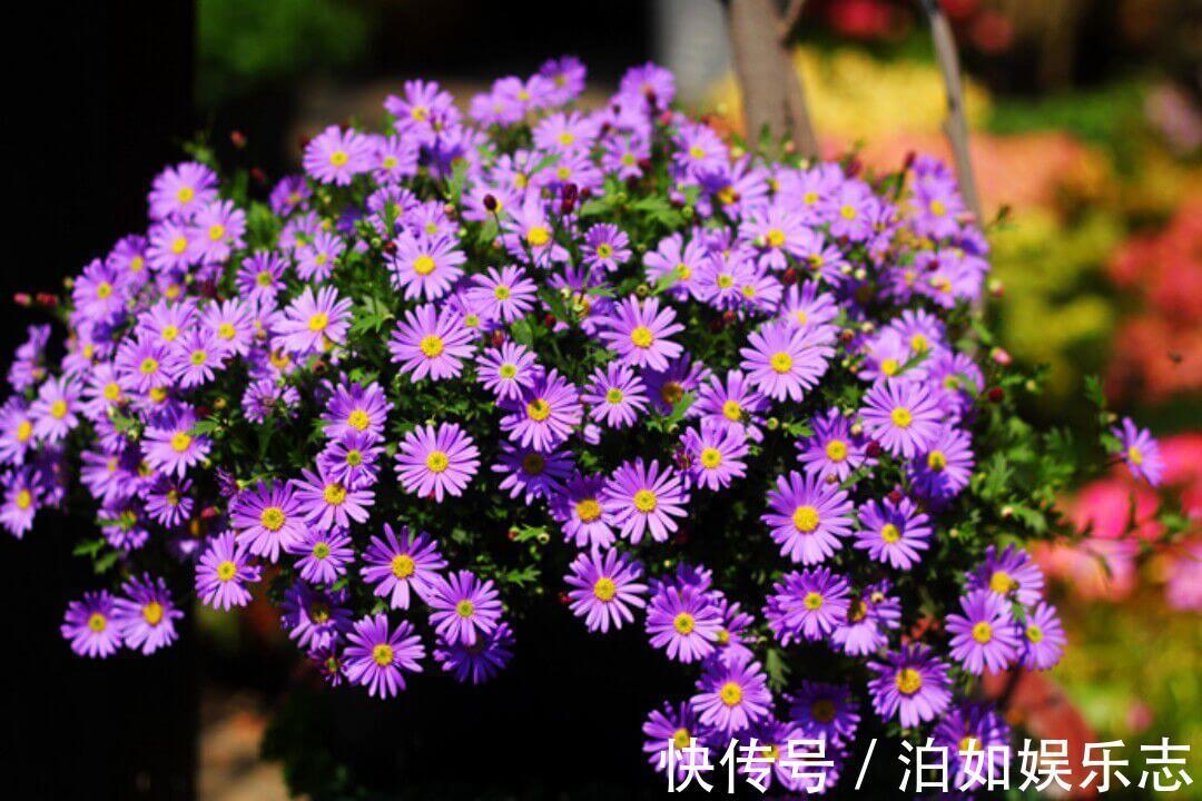 4种比长寿花还漂亮的花卉,花期270天,鲜艳美丽,花友首选