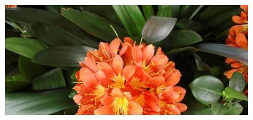 这3种“耐阴花”，放客厅阳台养都可以，枝叶繁茂长势好