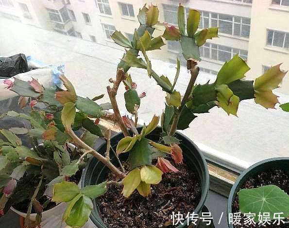 蟹爪兰长出新叶是红色,要分情况对待,对症下药,来年才会开满花