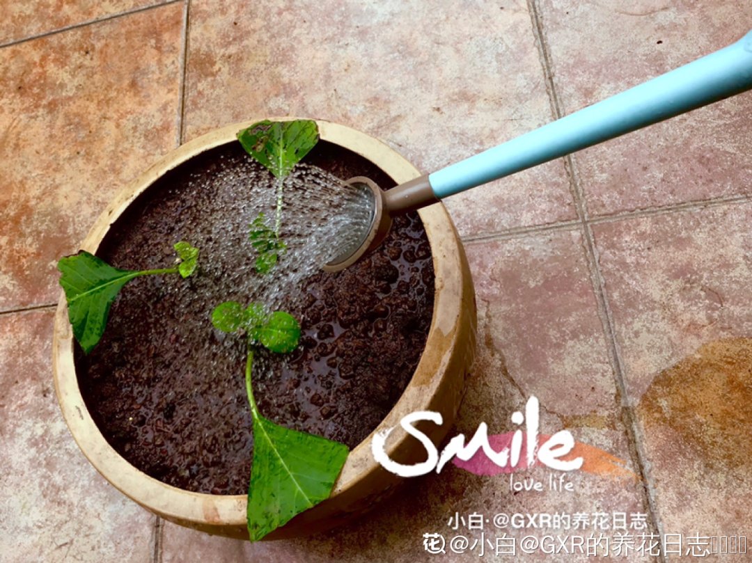 花手鞠|夏天扦插最好活，剪个枝条插土里，10天就生根