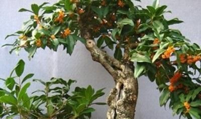 盆栽|养3种树,越老越值钱,5年变老桩,盆盆都值2000元以上