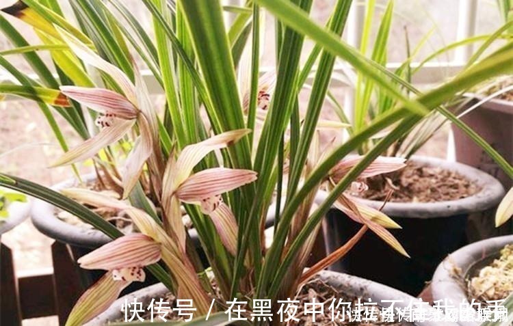 菇凉|兰花爱喝这种“催花水”，什么淘米水、过期药都不如它，简单实用