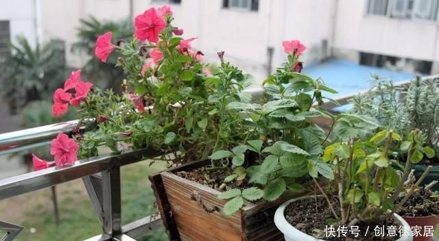 柠檬树|家庭养花不如种树,盆栽柠檬、清香木、九里香,屋里四季飘香