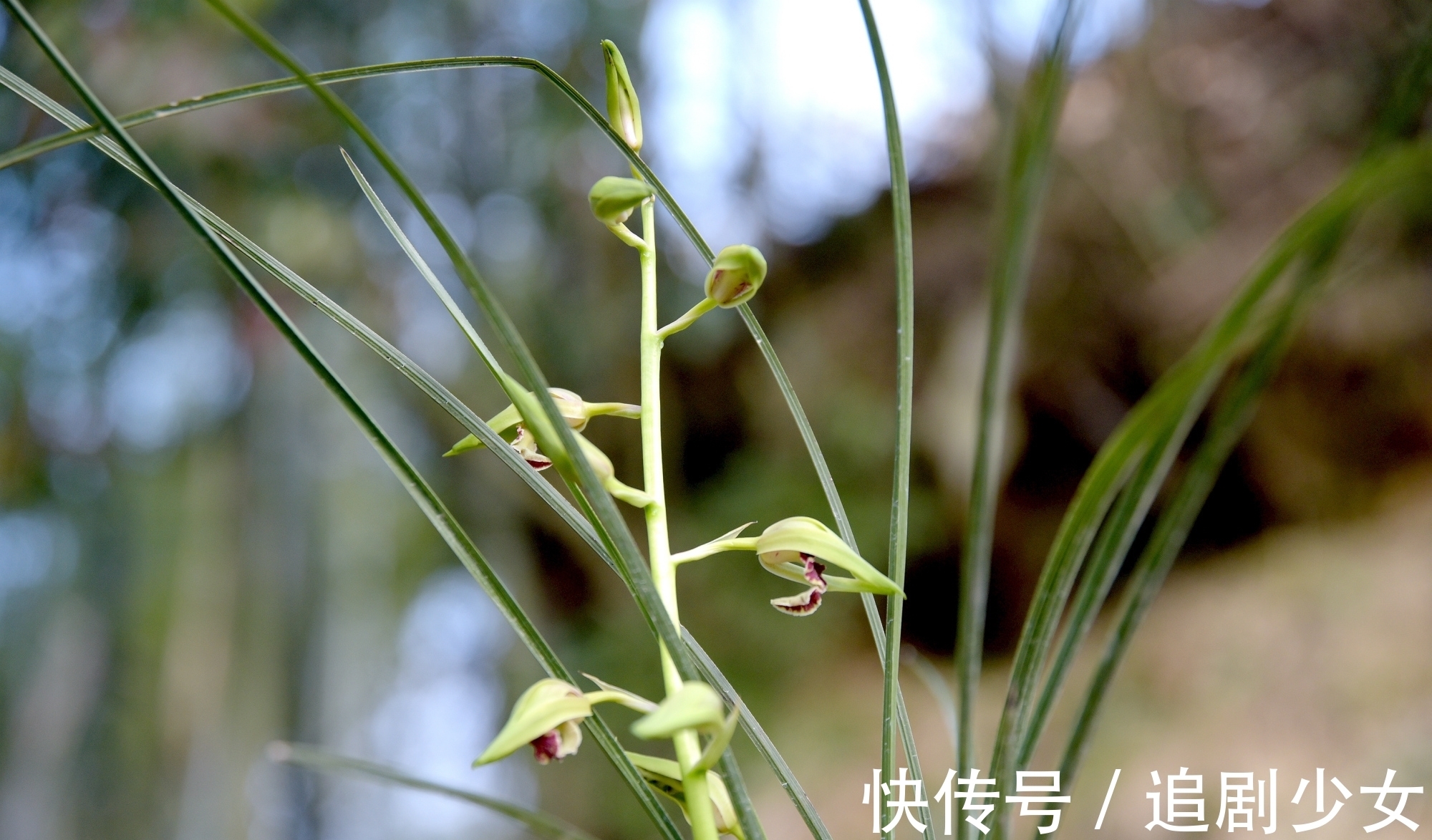 蕙兰养不好?只要注意以下几点,就能养好蕙兰