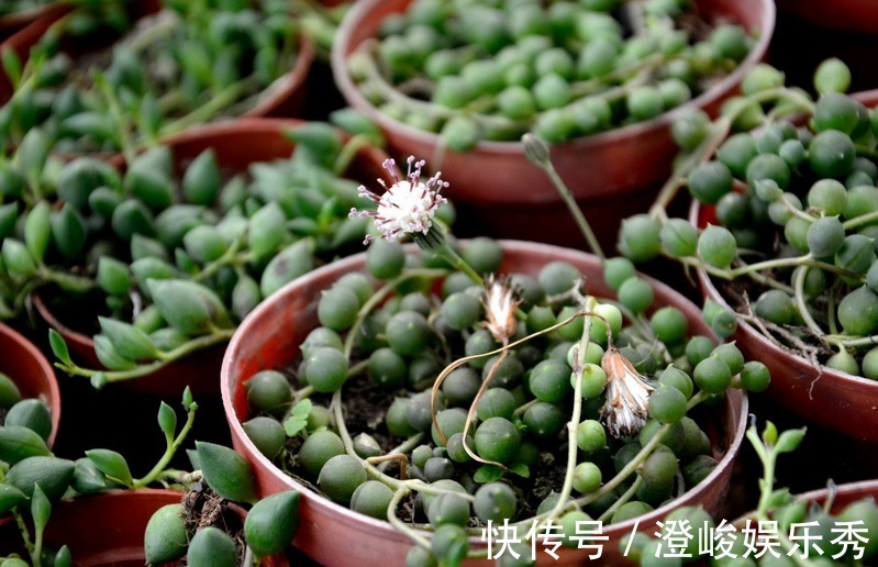 养多肉佛珠秋季满足这4点,叶片圆润,长成“瀑布”,独具魅力