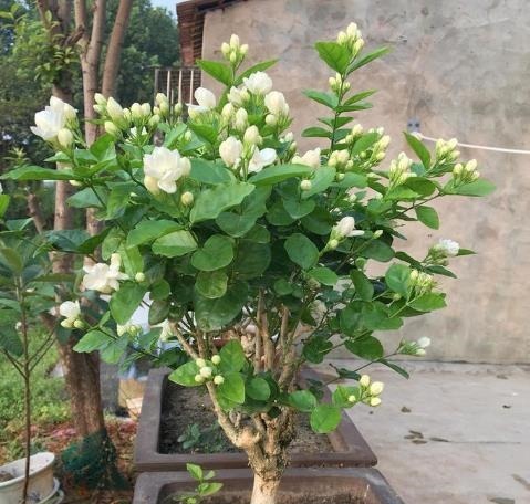 开花|6种“漂亮花”,长了就狠剪,舍不得剪害处大,耽误一年开花量