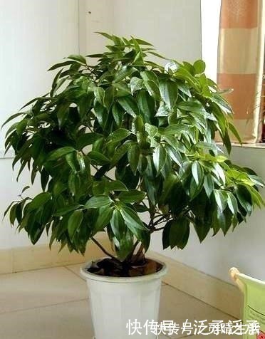 花卉|富贵人家养花,专养这5-6种“寓意好”的“树”,您有在养吗!