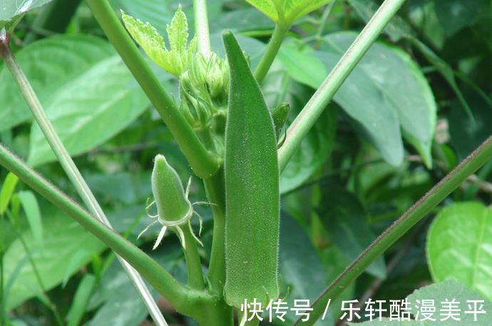 脆嫩|秋葵怎么做才好吃试试广东人的特色吃法，脆嫩多汁，清淡更健康